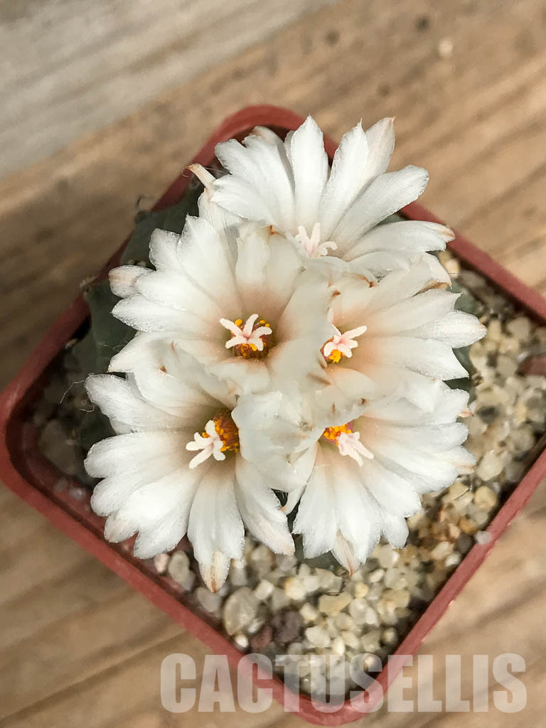 SHPR6155 Turbinicarpus schmiedickeanus subs. klinkerianus, Mexico - Image 7