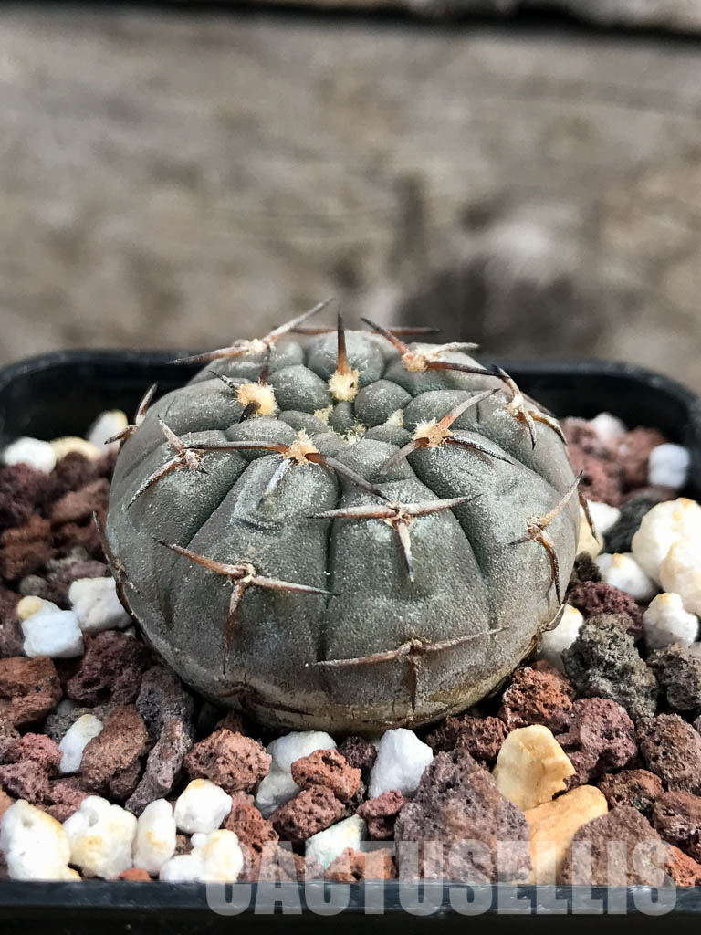 SHPR6167 Gymnocalycium riojense v. paucispinum MT 12-551, Catamarca, Casa De Piedra, 218 m, Argentina - Image 2
