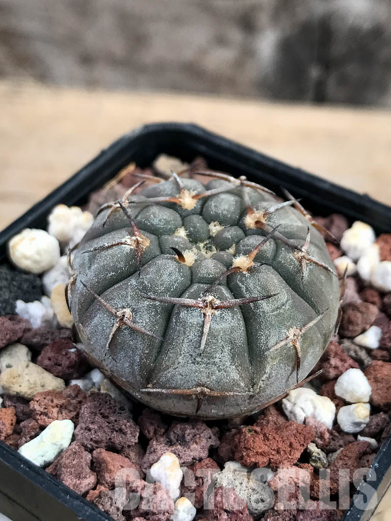 SHPR6167 Gymnocalycium riojense v. paucispinum MT 12-551, Catamarca, Casa De Piedra, 218 m, Argentina - Image 3