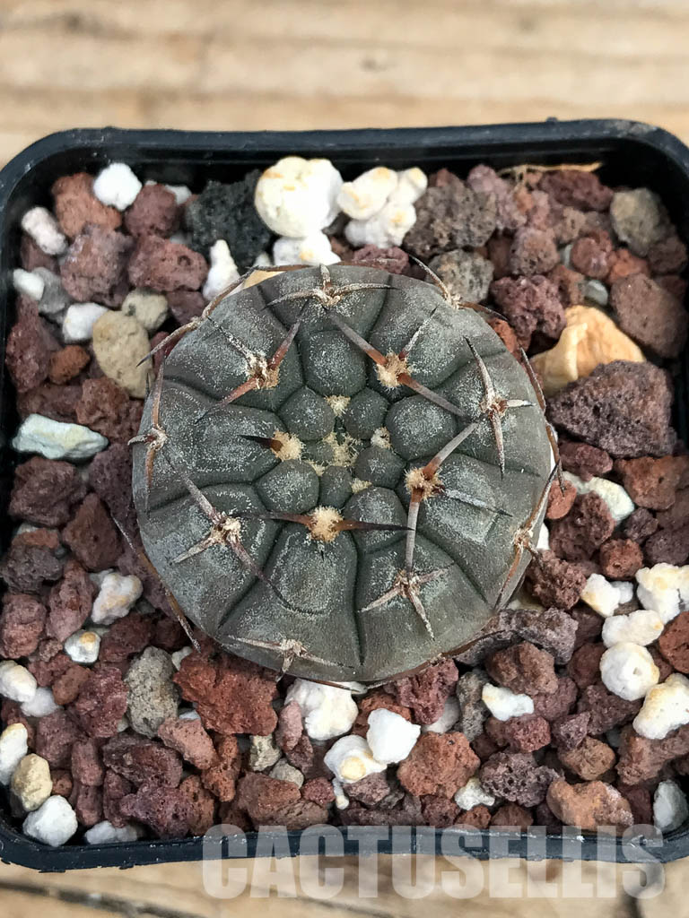 SHPR6167 Gymnocalycium riojense v. paucispinum MT 12-551, Catamarca, Casa De Piedra, 218 m, Argentina - Image 4