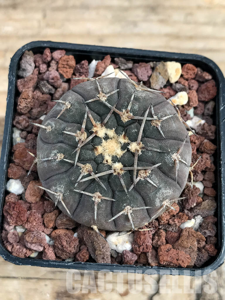 SHPR6167 Gymnocalycium riojense v. paucispinum MT 12-551, Catamarca, Casa De Piedra, 218 m, Argentina - Image 5