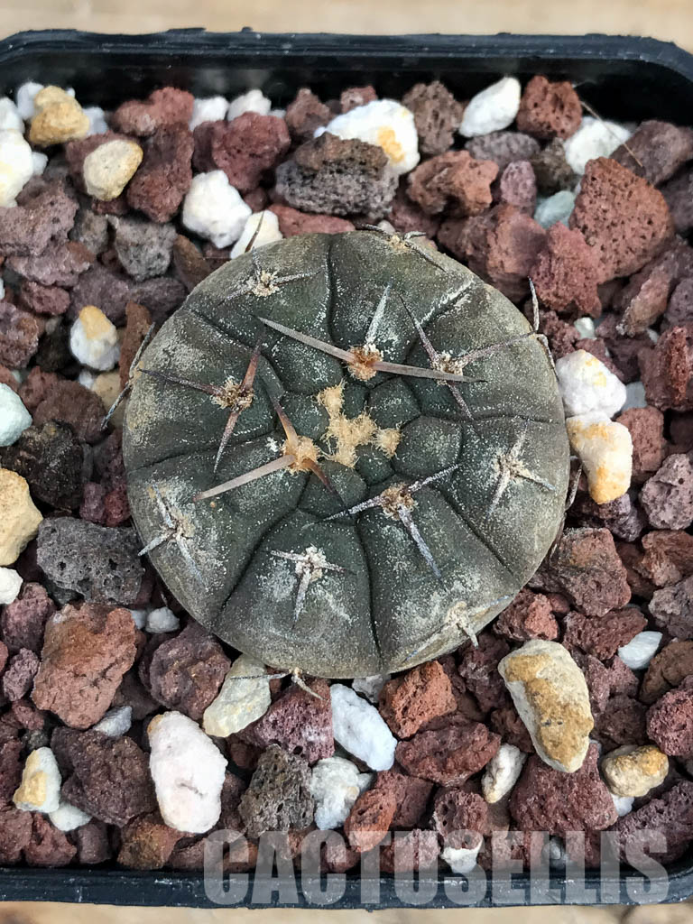 SHPR6167 Gymnocalycium riojense v. paucispinum MT 12-551, Catamarca, Casa De Piedra, 218 m, Argentina - Image 6