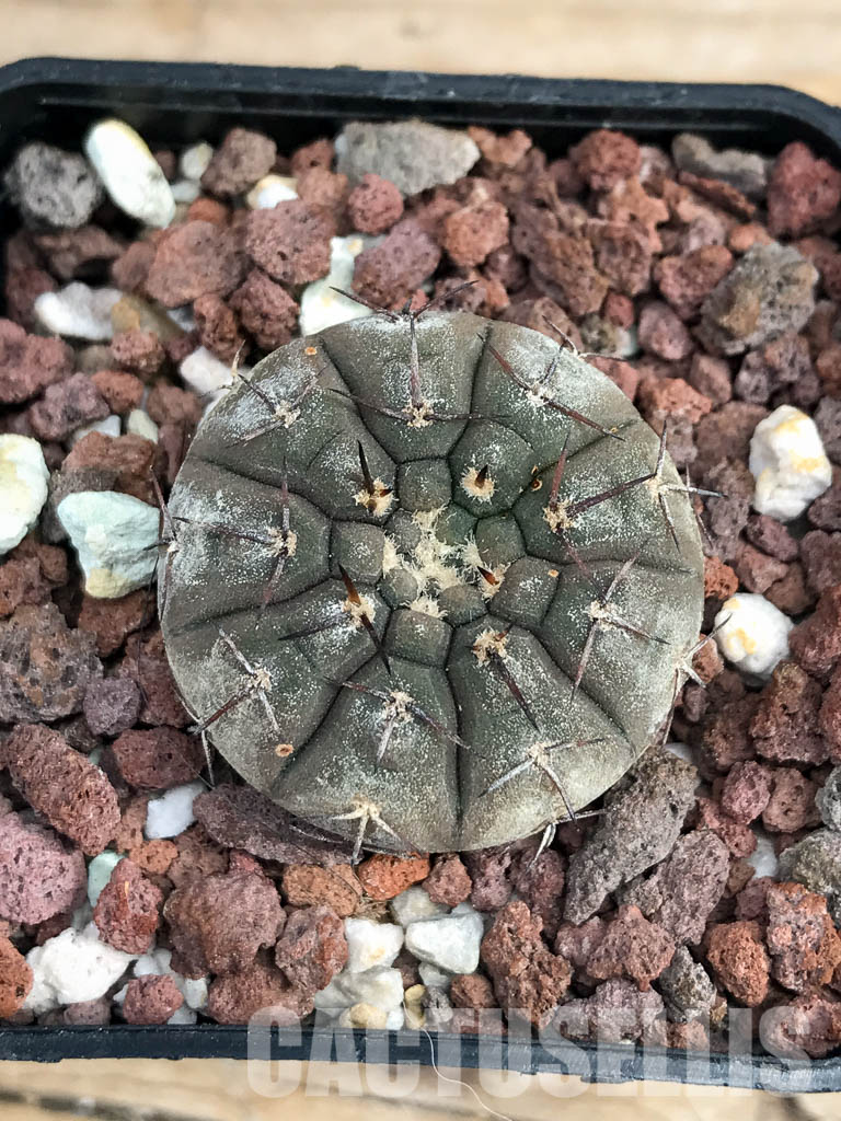 SHPR6167 Gymnocalycium riojense v. paucispinum MT 12-551, Catamarca, Casa De Piedra, 218 m, Argentina - Image 7