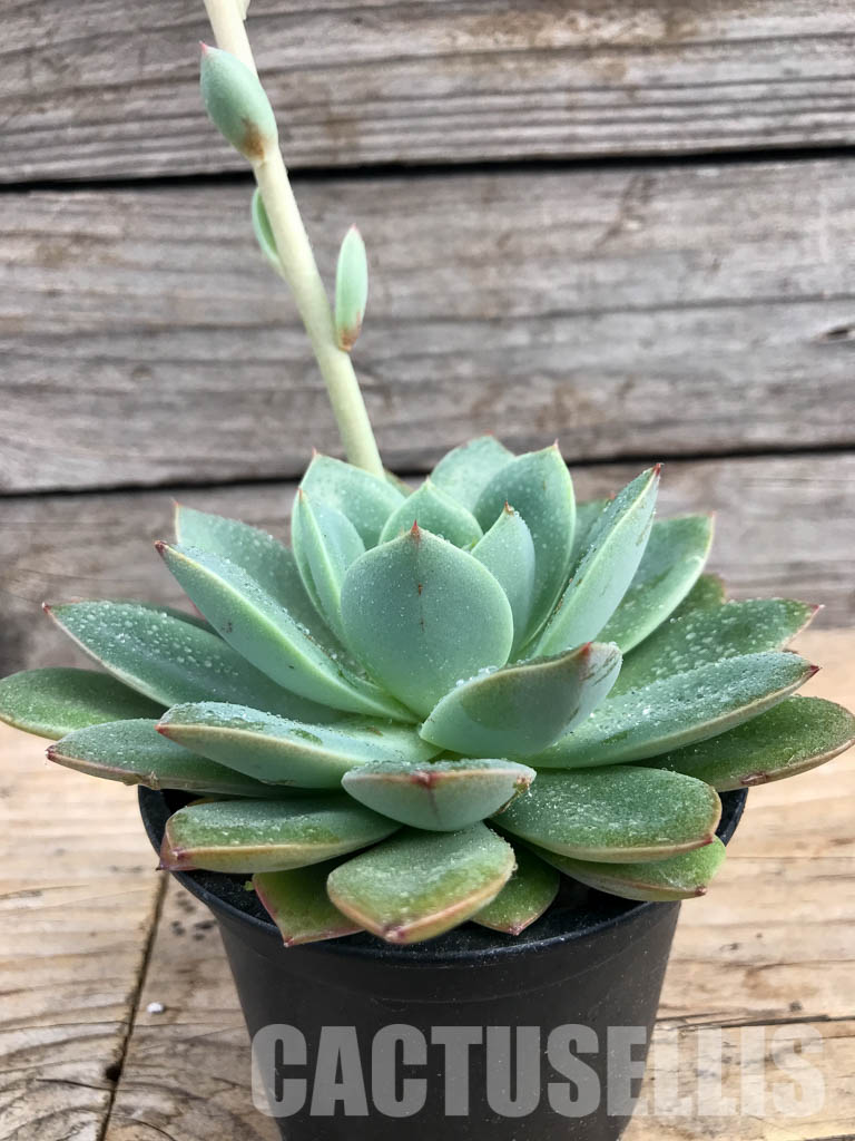 SHPR6170 Echeveria hybrid - Image 2