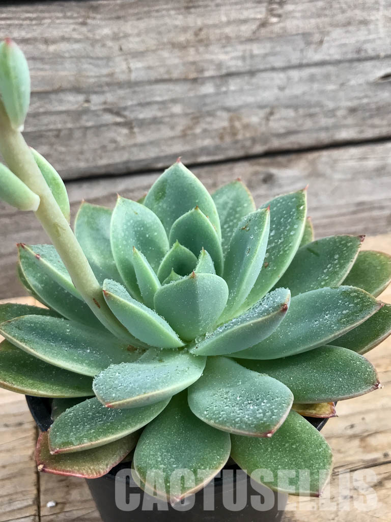 SHPR6170 Echeveria hybrid - Image 3