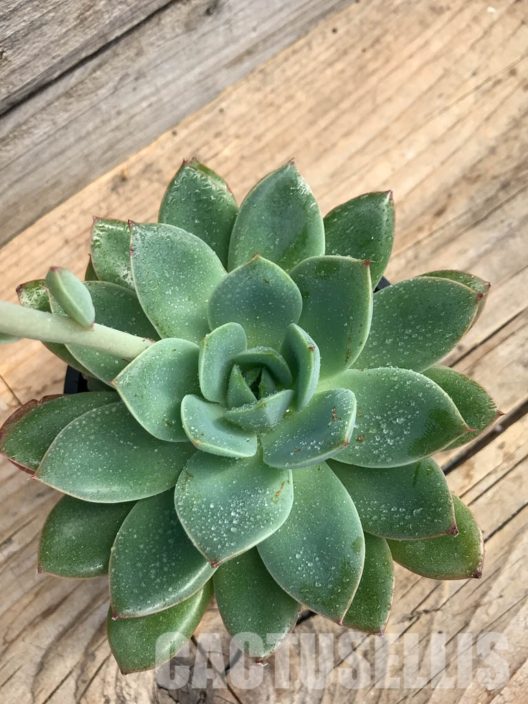 SHPR6170 Echeveria hybrid