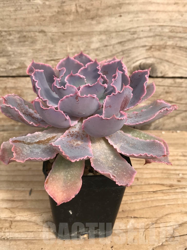 SHPR6172 Echeveria 'Neon breakers' - immagine 2