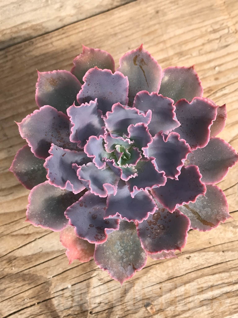 SHPR6172 Echeveria 'Neon breakers'