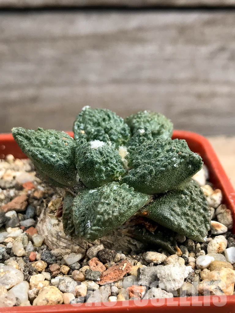 SHPR6175 Ariocarpus fissuratus, Mexico - 画像 (2)