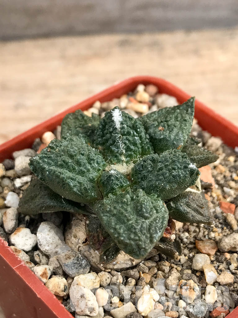 SHPR6175 Ariocarpus fissuratus, Mexico - 画像 (3)