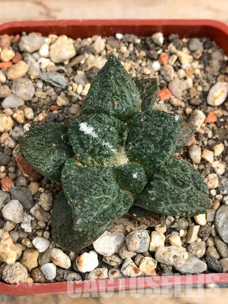 SHPR6175 Ariocarpus fissuratus, Mexico - 画像 (4)
