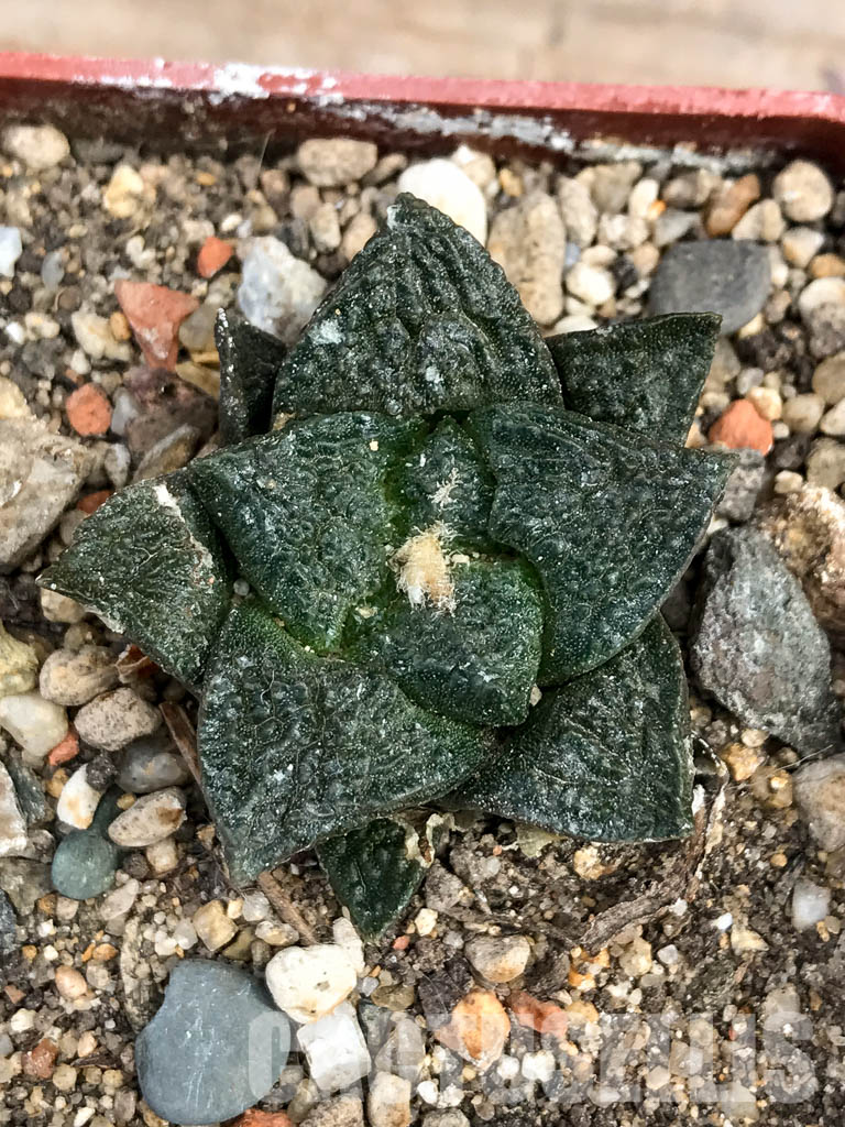 SHPR6175 Ariocarpus fissuratus, Mexico - 画像 (5)