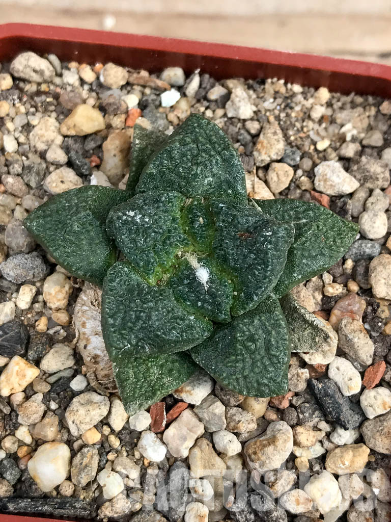 SHPR6175 Ariocarpus fissuratus, Mexico - 画像 (6)