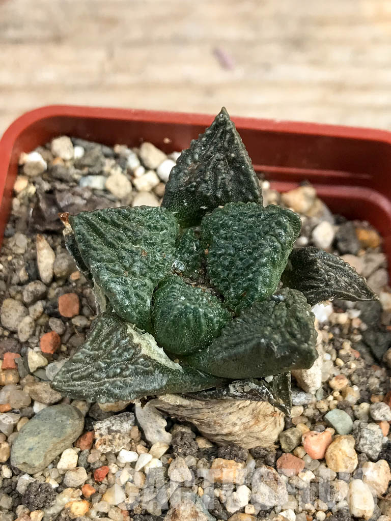 SHPR6175 Ariocarpus fissuratus, Mexico - 画像 (7)