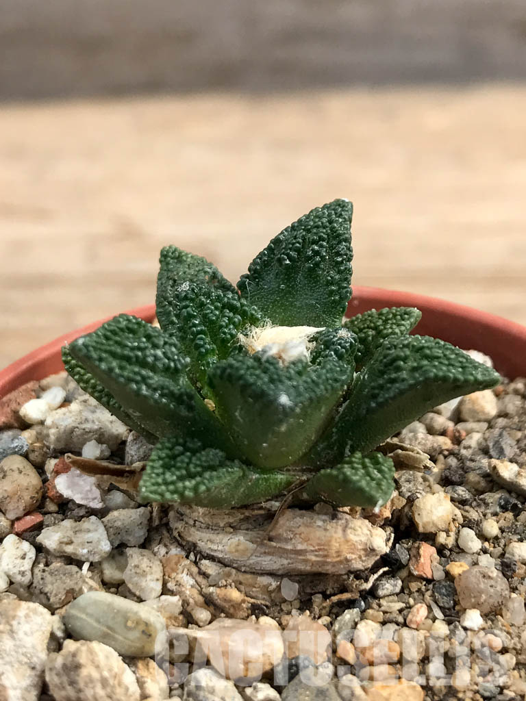 SHPR6176 Ariocarpus fissuratus var. hintonii, South of Matehuala,Northern San Luis Potosi, Mexico - Image 2