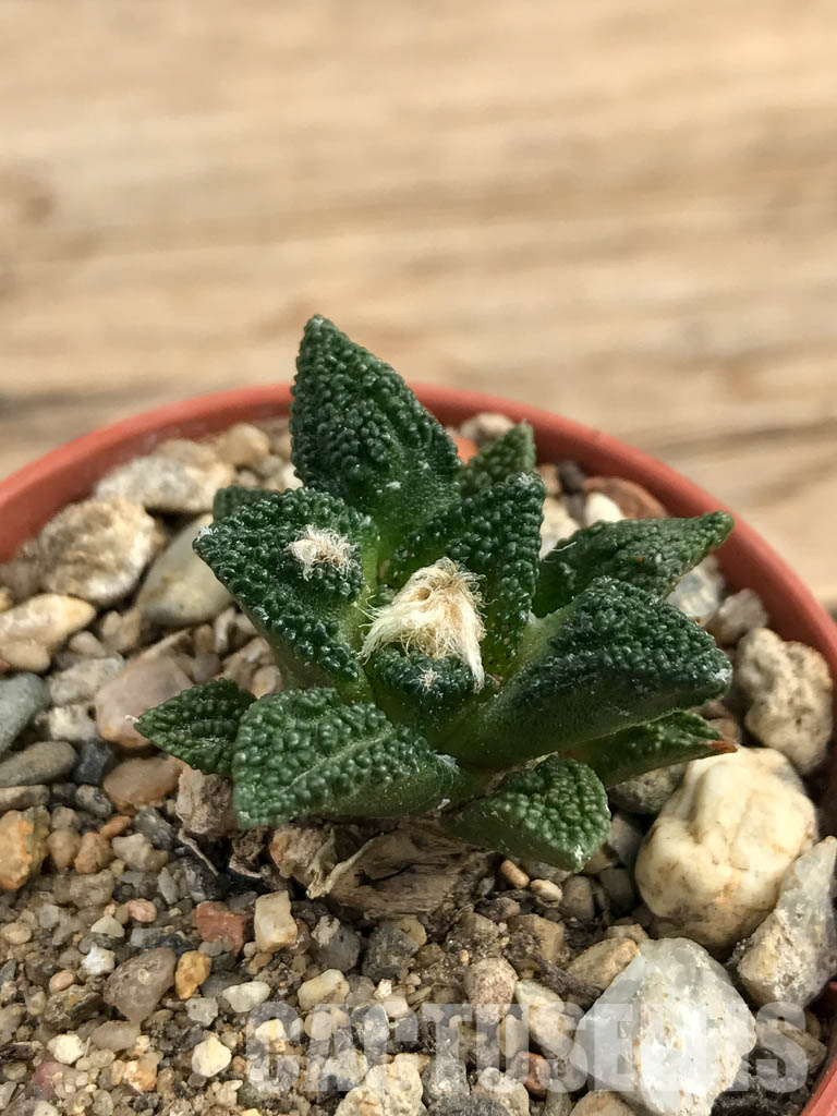 SHPR6176 Ariocarpus fissuratus var. hintonii, South of Matehuala,Northern San Luis Potosi, Mexico - Image 3