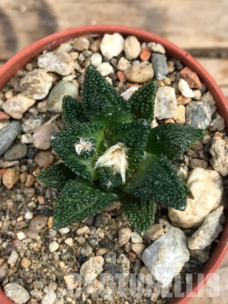 SHPR6176 Ariocarpus fissuratus var. hintonii, South of Matehuala,Northern San Luis Potosi, Mexico