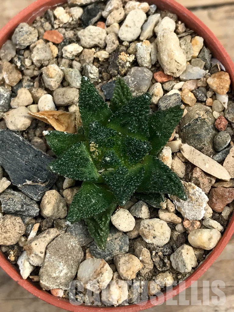 SHPR6176 Ariocarpus fissuratus var. hintonii, South of Matehuala,Northern San Luis Potosi, Mexico - Image 5