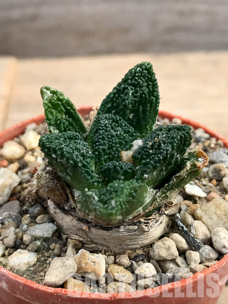 SHPR6178 Ariocarpus fissuratus var. hintonii, South of Matehuala,Northern San Luis Potosi, Mexico – Image 2