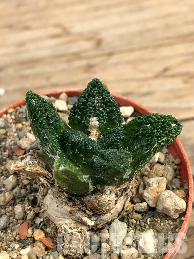 SHPR6178 Ariocarpus fissuratus var. hintonii, South of Matehuala,Northern San Luis Potosi, Mexico – Image 3