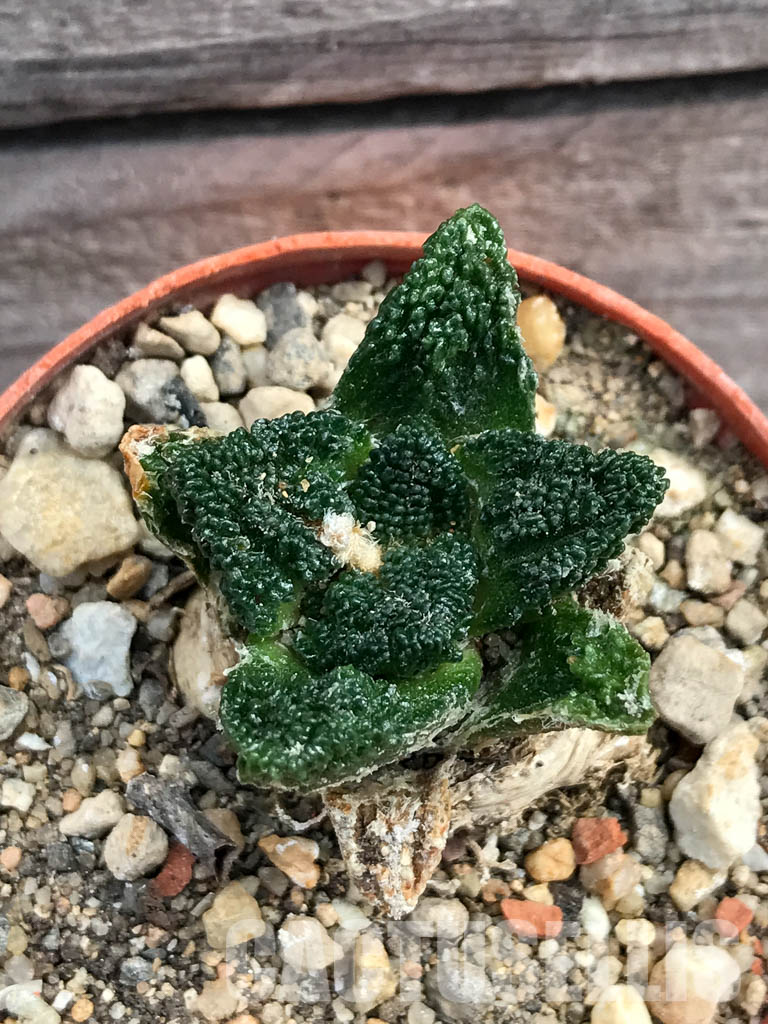 SHPR6178 Ariocarpus fissuratus var. hintonii, South of Matehuala,Northern San Luis Potosi, Mexico