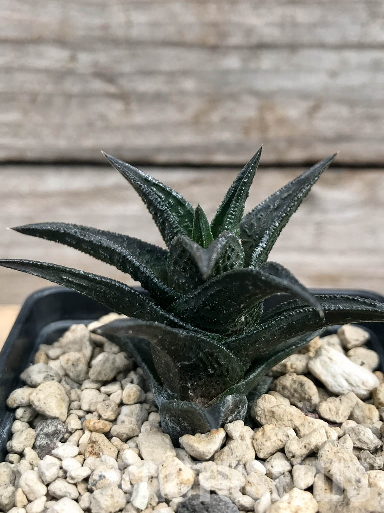 SHPR6182 Haworthia nigra ex Cok - Imagen 2