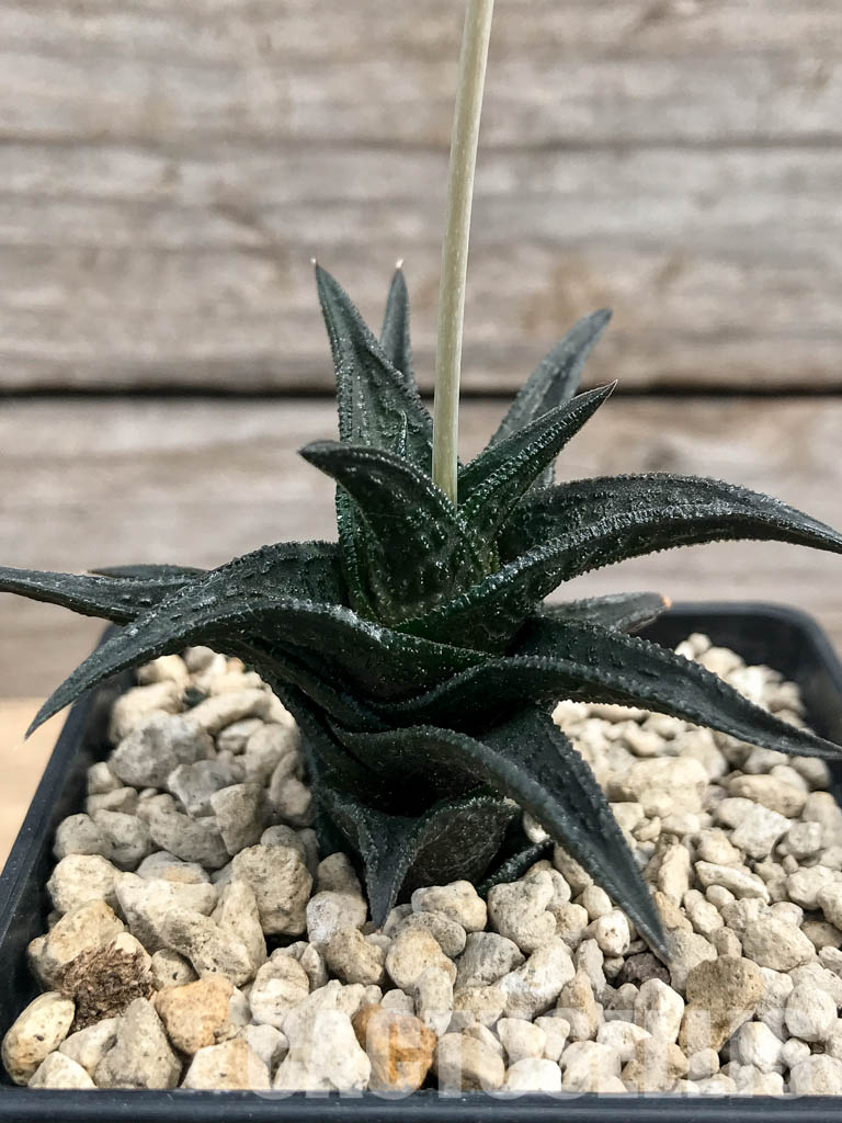 SHPR6182 Haworthia nigra ex Cok - Imagen 3