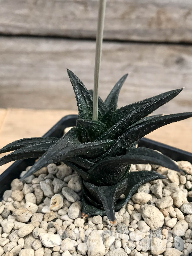 SHPR6182 Haworthia nigra ex Cok - Imagen 4