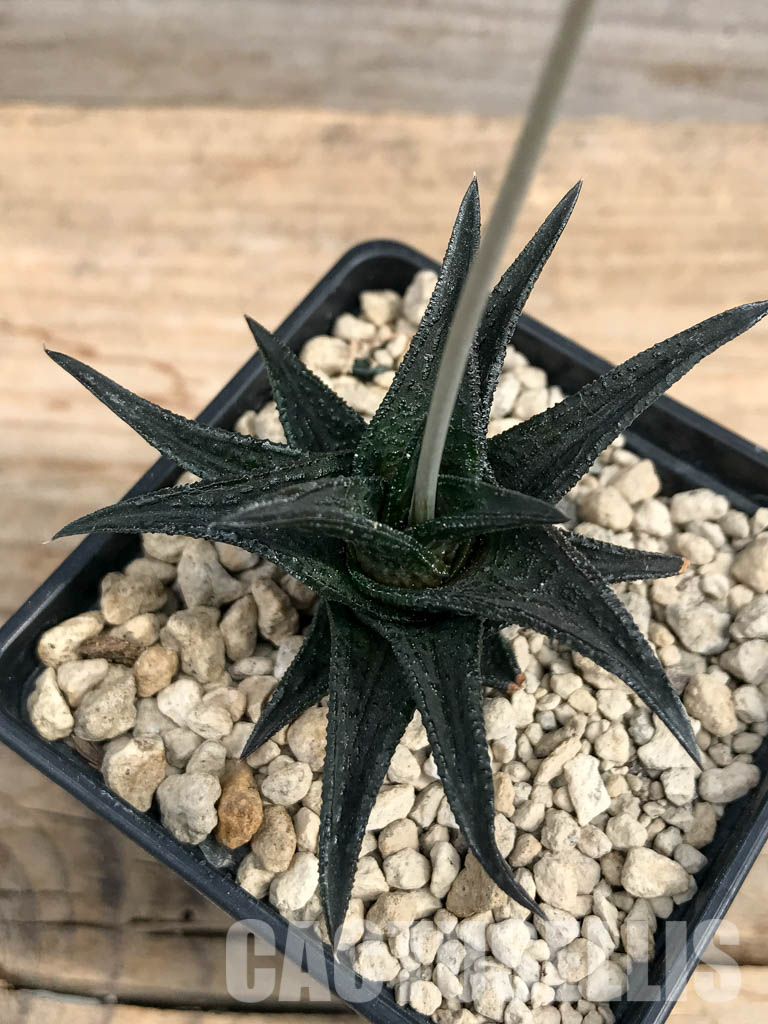 SHPR6182 Haworthia nigra ex Cok - Imagen 5
