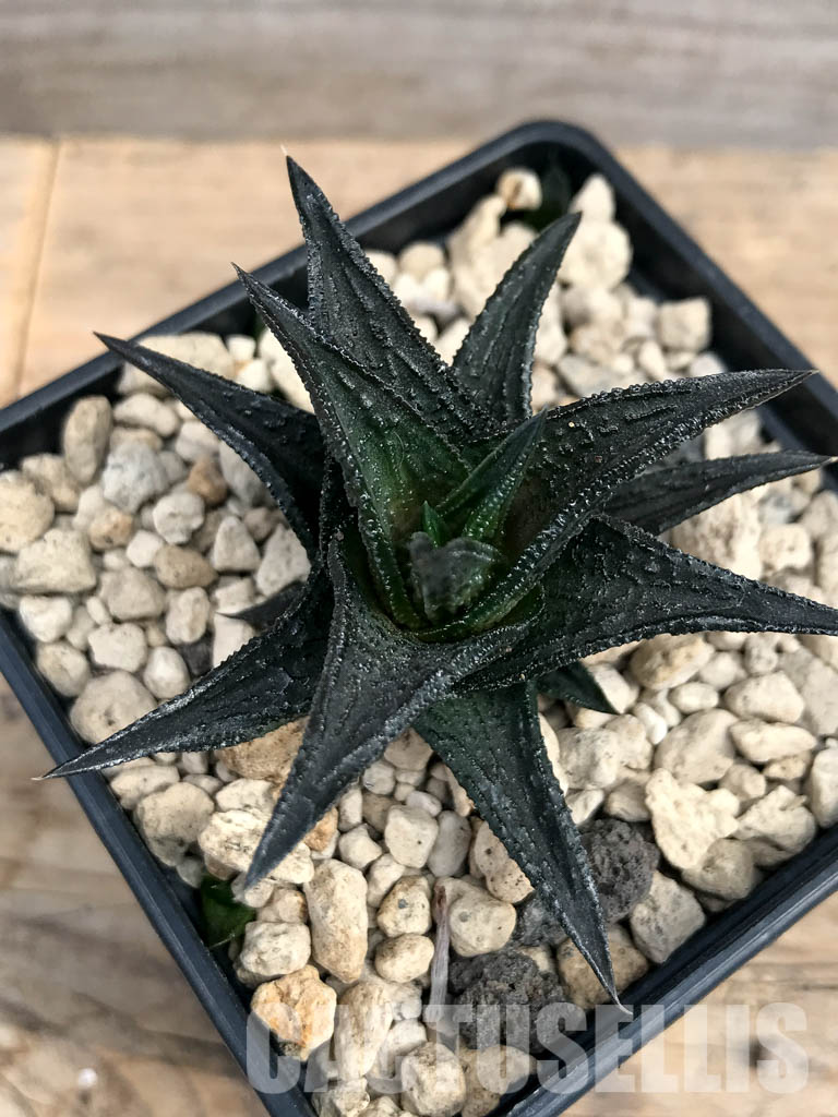 SHPR6182 Haworthia nigra ex Cok - Imagen 6