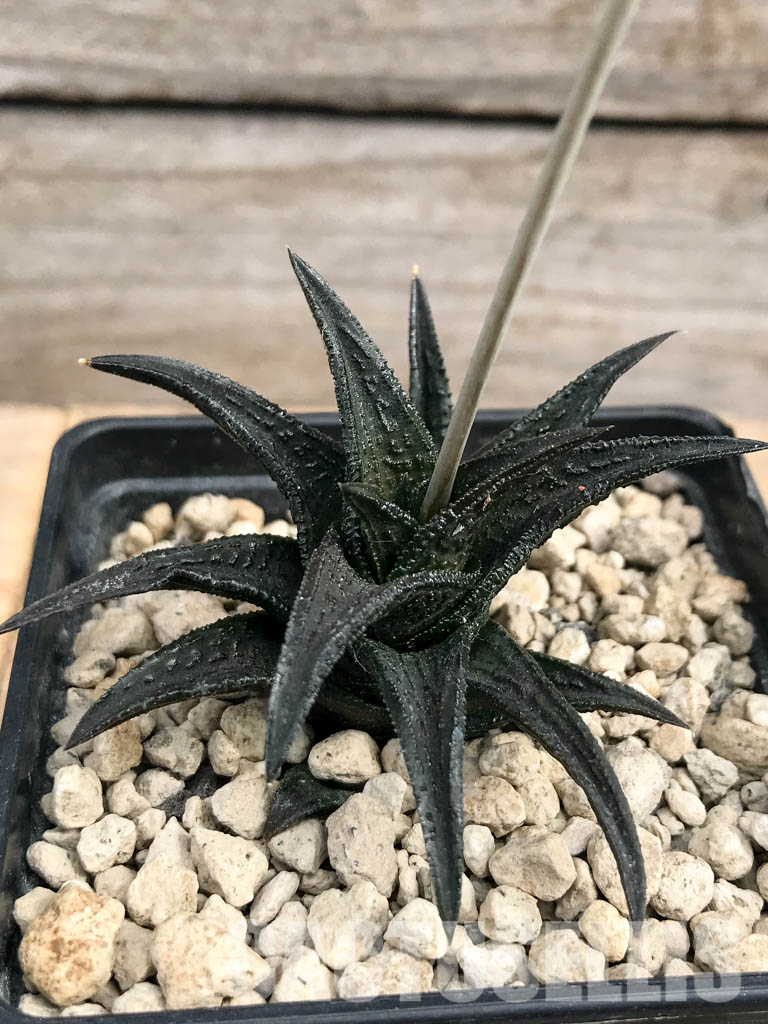 SHPR6182 Haworthia nigra ex Cok - Imagen 7