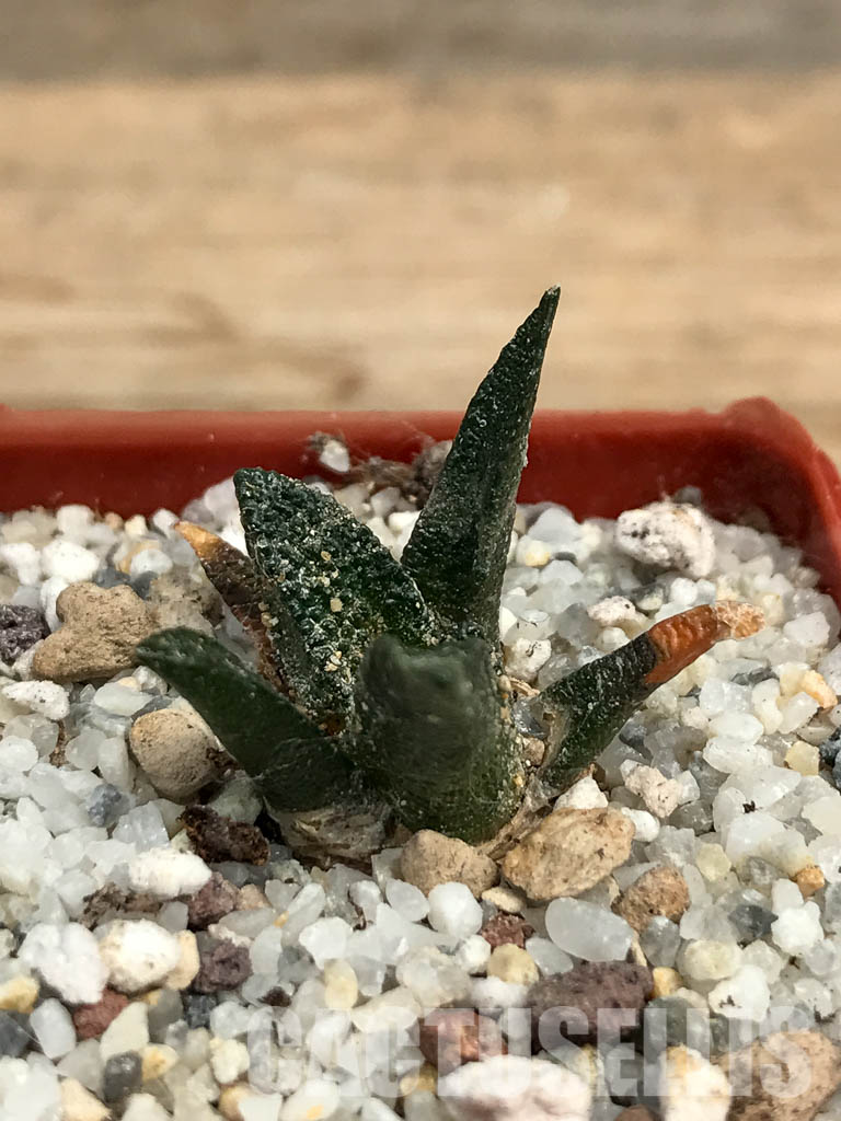 SHPR6186 Ariocarpus scapharostrus, Rayones valley, Sierra Madre Oriental mount., Mexico - Image 2