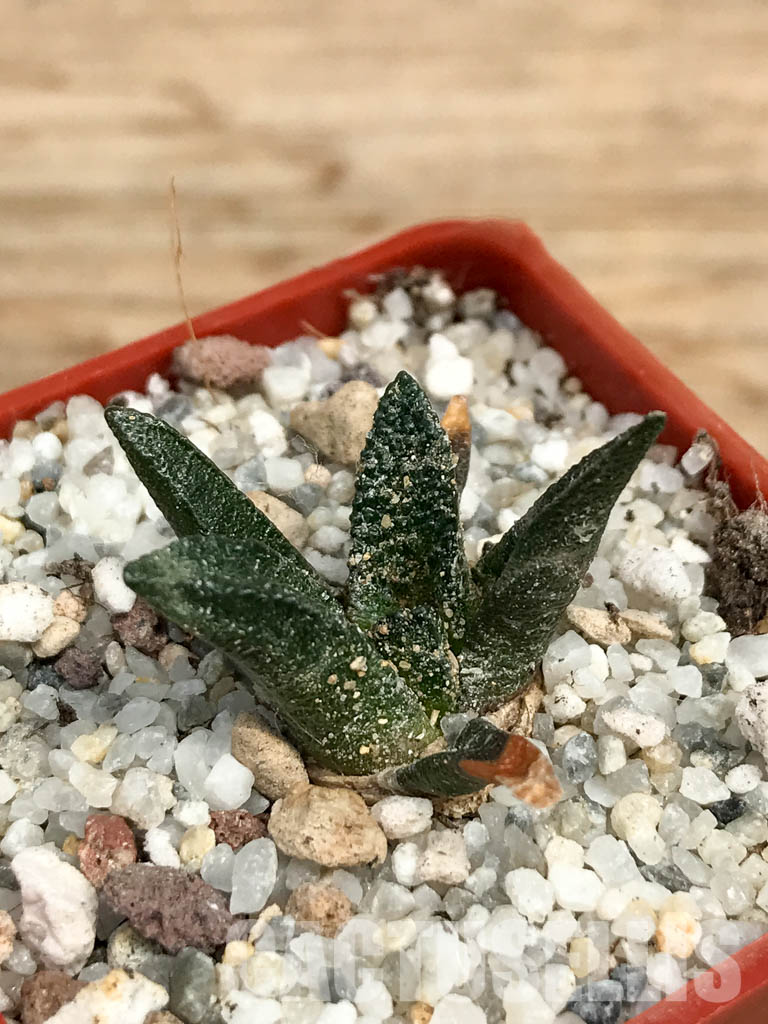 SHPR6186 Ariocarpus scapharostrus, Rayones valley, Sierra Madre Oriental mount., Mexico - Image 3