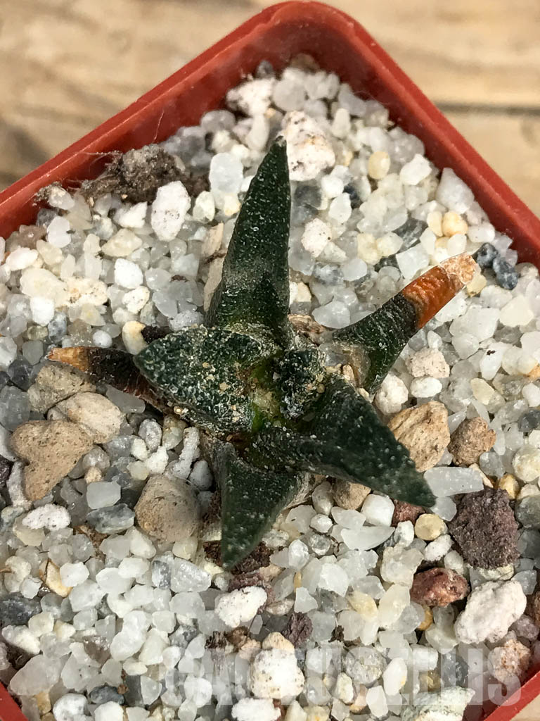 SHPR6186 Ariocarpus scapharostrus, Rayones valley, Sierra Madre Oriental mount., Mexico - Image 4