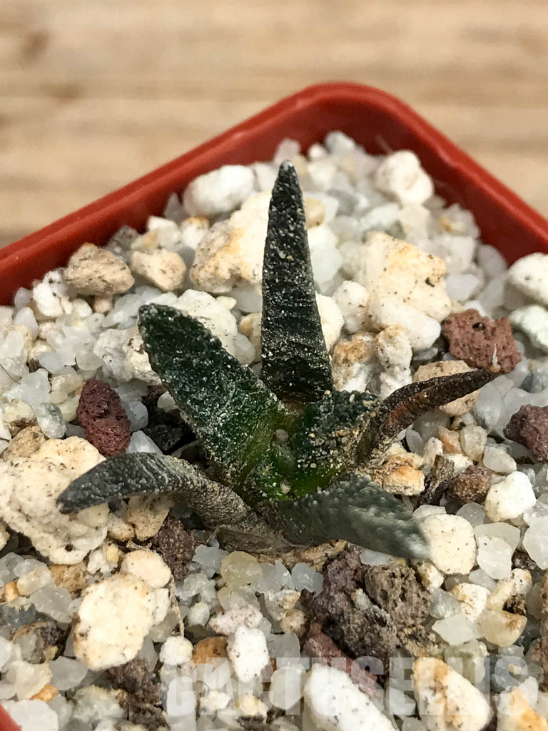 SHPR6186 Ariocarpus scapharostrus, Rayones valley, Sierra Madre Oriental mount., Mexico