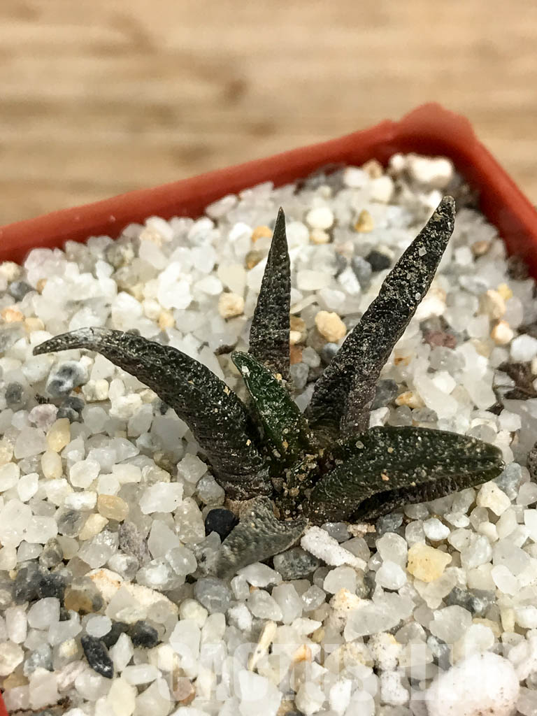 SHPR6186 Ariocarpus scapharostrus, Rayones valley, Sierra Madre Oriental mount., Mexico - Image 6