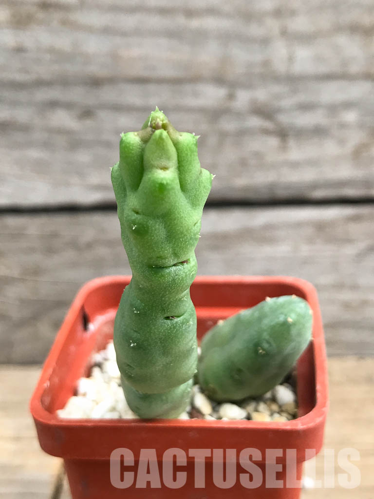 SHPR6189 Piaranthus comptus, Cape, Great Karoo, Little Namaqualand, South Africa - Image 2
