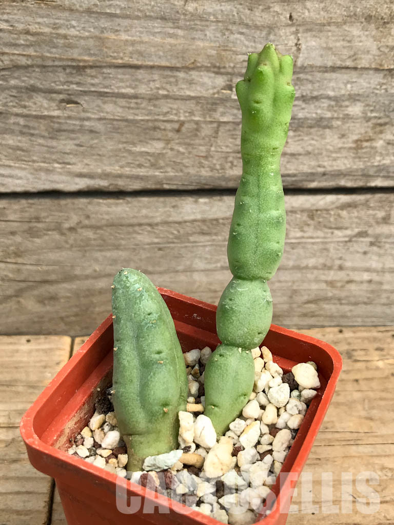 SHPR6189 Piaranthus comptus, Cape, Great Karoo, Little Namaqualand, South Africa