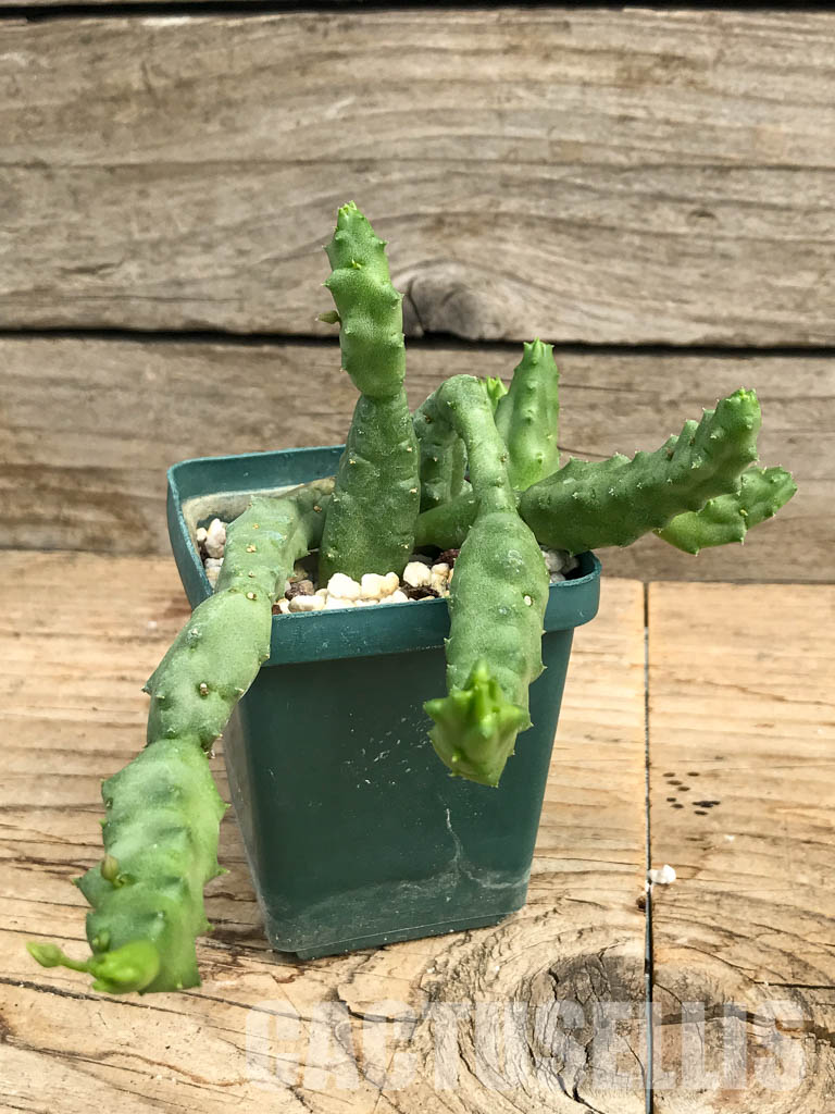 SHPR6190 Piaranthus comptus, Cape, Great Karoo, Little Namaqualand, South Africa - Зображення 2