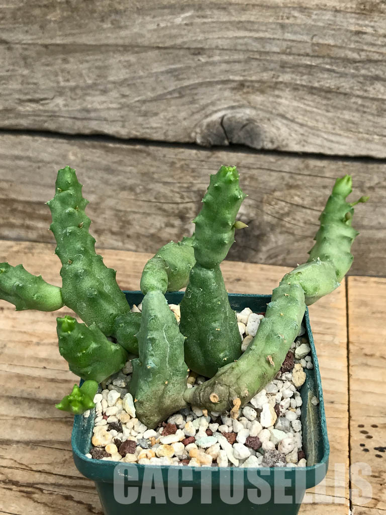 SHPR6190 Piaranthus comptus, Cape, Great Karoo, Little Namaqualand, South Africa
