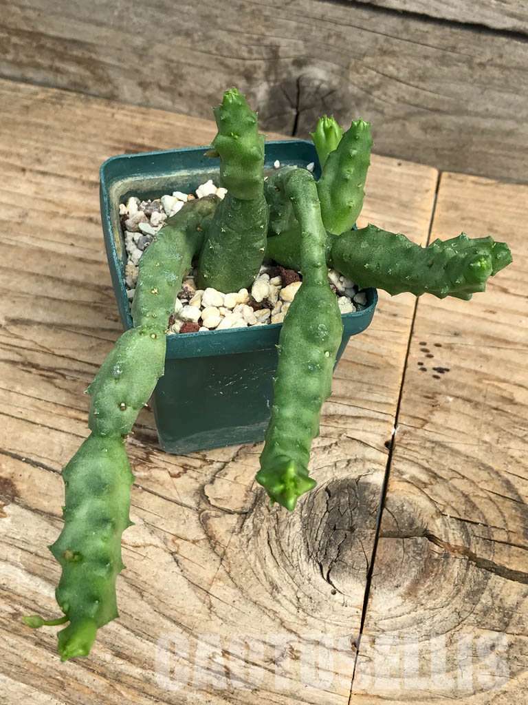 SHPR6190 Piaranthus comptus, Cape, Great Karoo, Little Namaqualand, South Africa - Зображення 4