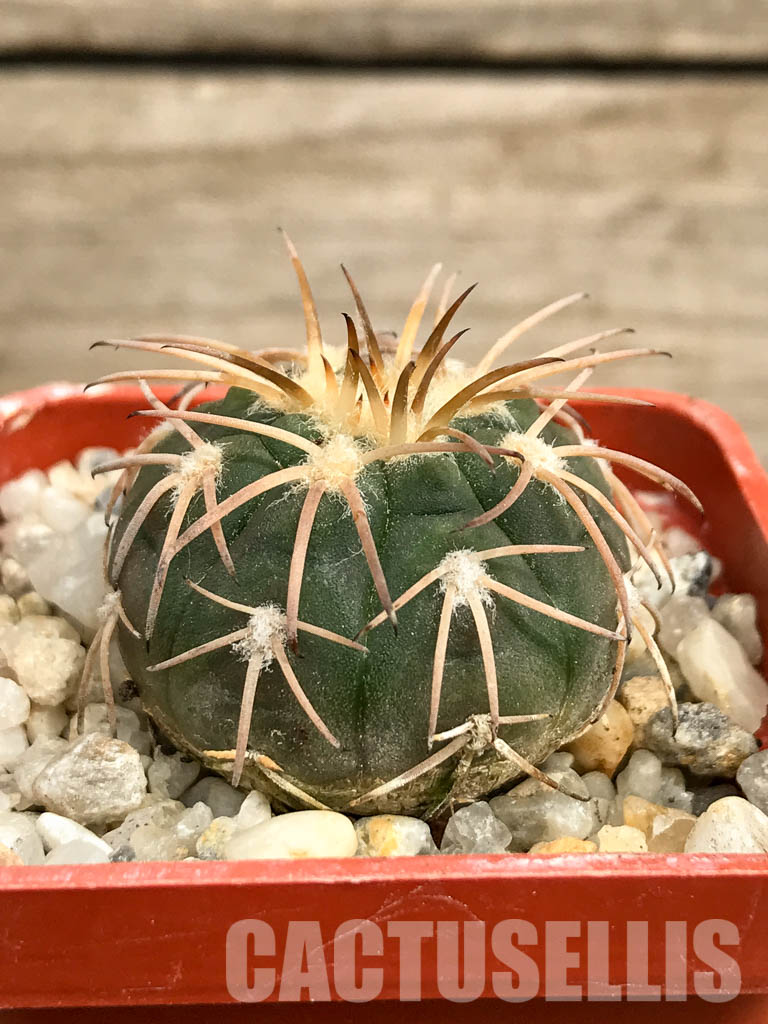 SHPR6194 Gymnocalycium spegazzinii, El Obelisco, Argentina - Image 2