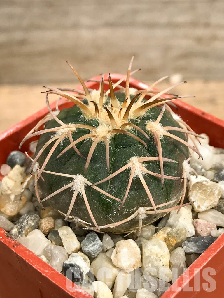 SHPR6194 Gymnocalycium spegazzinii, El Obelisco, Argentina - Image 3