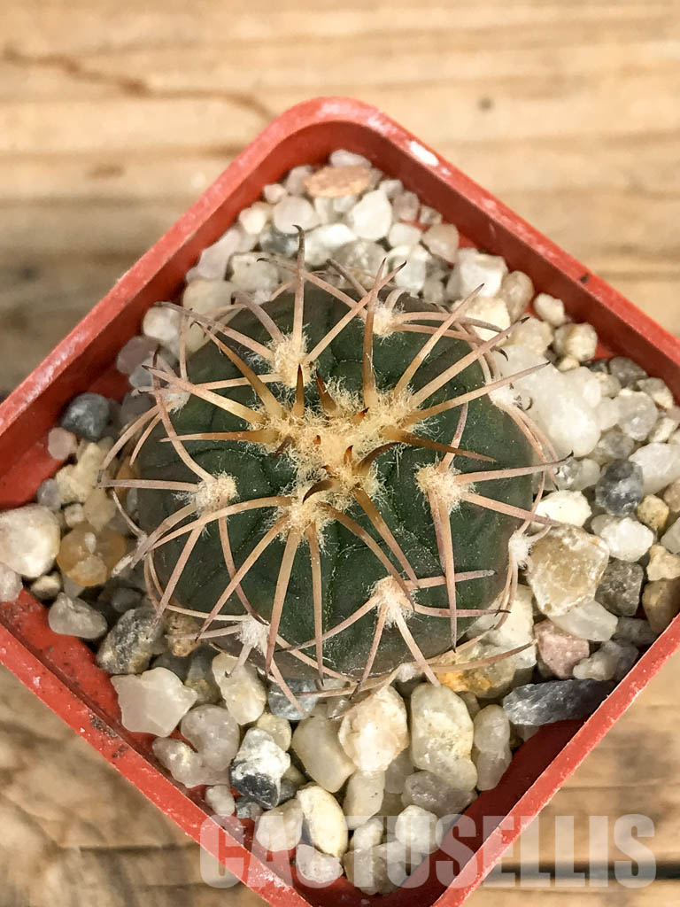 SHPR6194 Gymnocalycium spegazzinii, El Obelisco, Argentina - Image 4