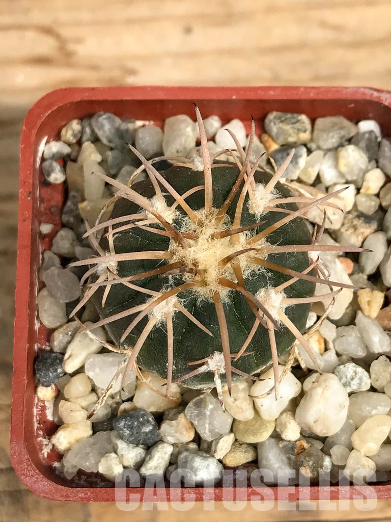 SHPR6194 Gymnocalycium spegazzinii, El Obelisco, Argentina