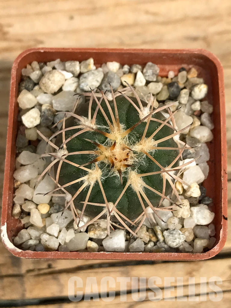 SHPR6194 Gymnocalycium spegazzinii, El Obelisco, Argentina - Image 7