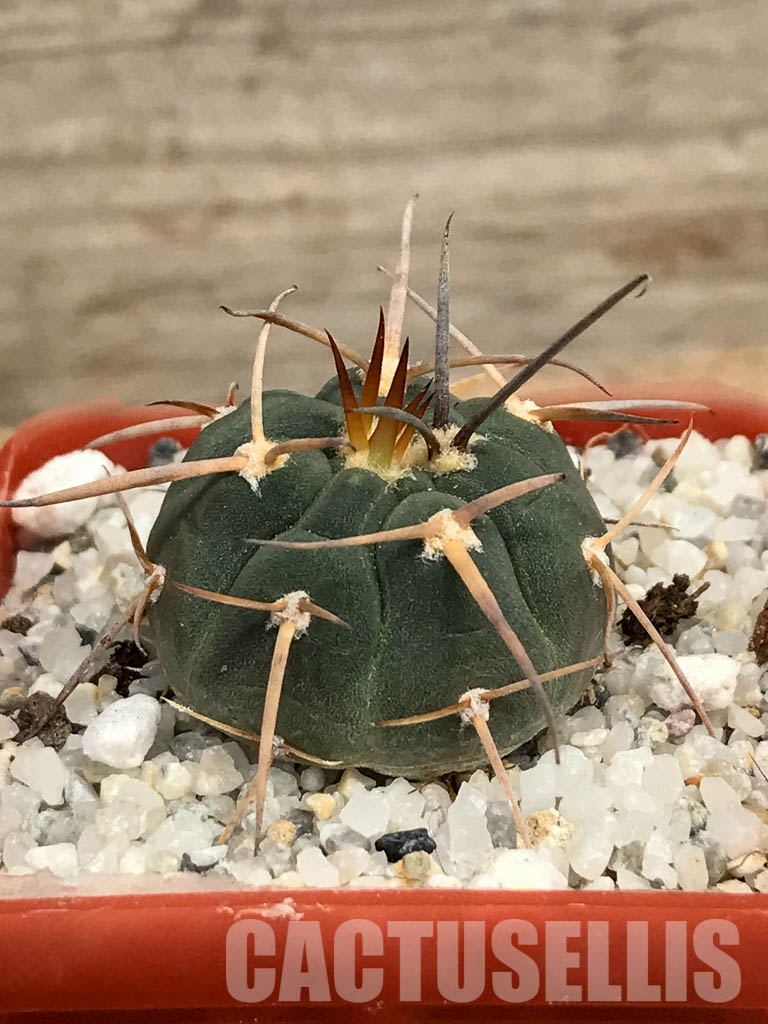 SHPR6198 Gymnocalycium spegazzinii MT 07-286, Salta, El Carmen, La Cabańa, 1924 m, Argentina - Image 2
