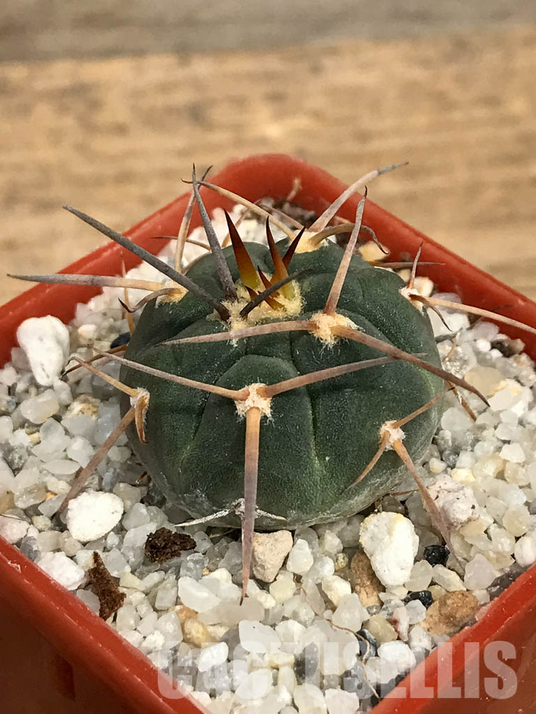 SHPR6198 Gymnocalycium spegazzinii MT 07-286, Salta, El Carmen, La Cabańa, 1924 m, Argentina - Image 3