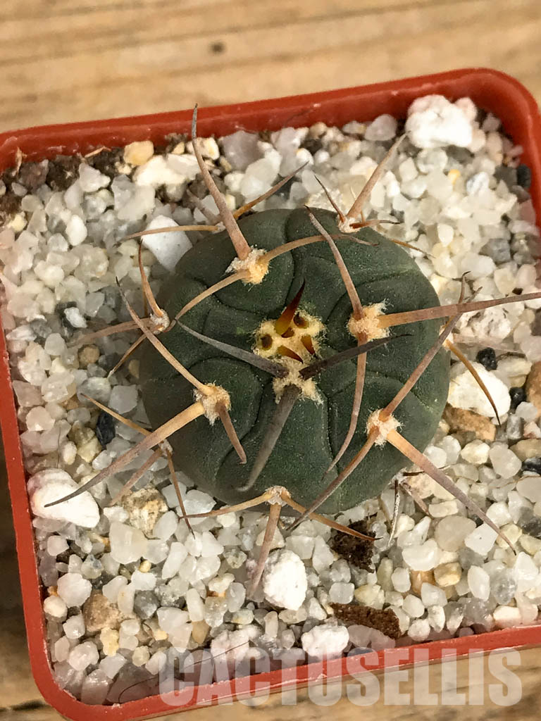 SHPR6198 Gymnocalycium spegazzinii MT 07-286, Salta, El Carmen, La Cabańa, 1924 m, Argentina - Image 4