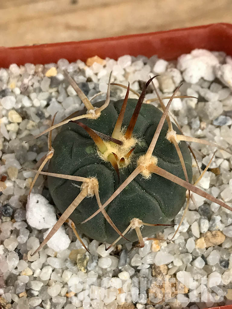 SHPR6198 Gymnocalycium spegazzinii MT 07-286, Salta, El Carmen, La Cabańa, 1924 m, Argentina - Image 5